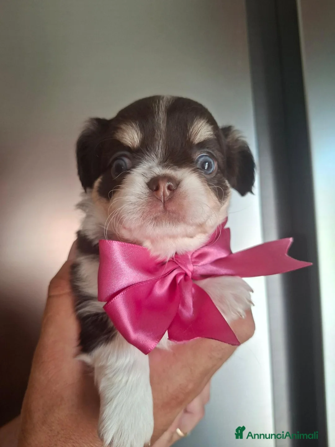 Chihuahua cani in vendita: Femmina pelo lungo tg piccola  - Annuncio 9