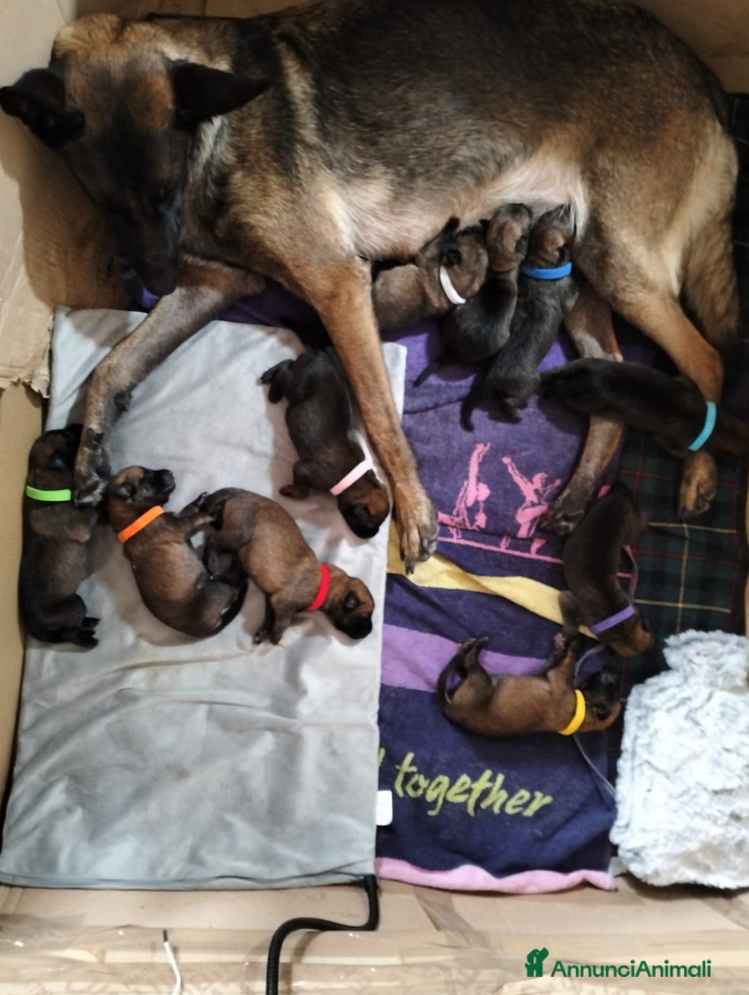 Pastore Belga cani in vendita: Cuccioli pastore belga Malinois con Pedigree ENCI - Annuncio 8