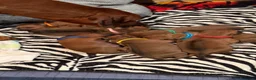 Rhodesian Ridgeback cani in vendita: Wid Gees Litter - Annuncio 5