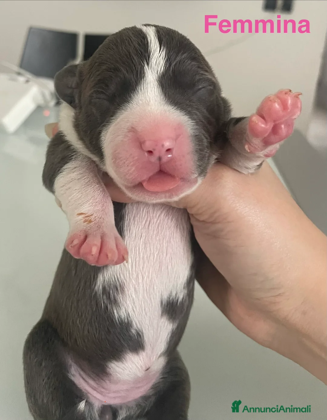 American Staffordshire cani in vendita: Amstaff Blue Nose/Blue Fawn - Annuncio 3