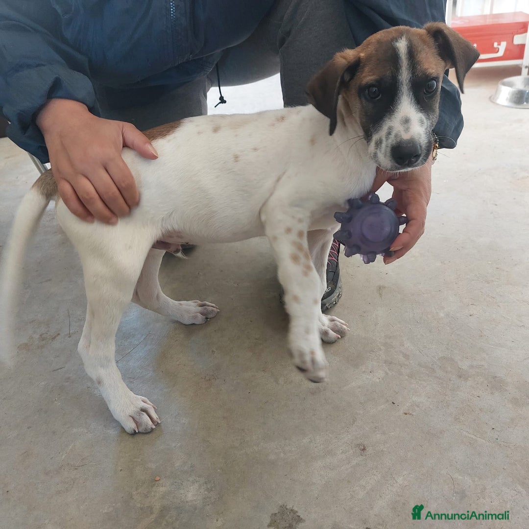 Meticcio cani in regalo: Miki  - Annuncio 5