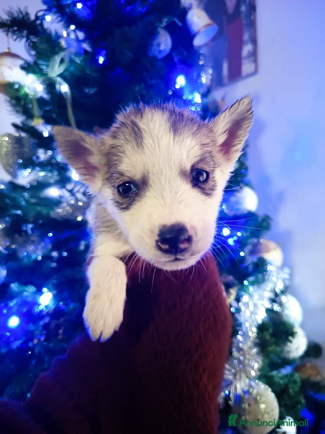 Husky cani in vendita: Husky siberian  - Annuncio 1