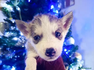 Husky cani Husky siberian - Annuncio 1