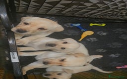 Labrador cani in vendita: Cuccioli Labrador  a Provincia di Perugia - Immagine 21