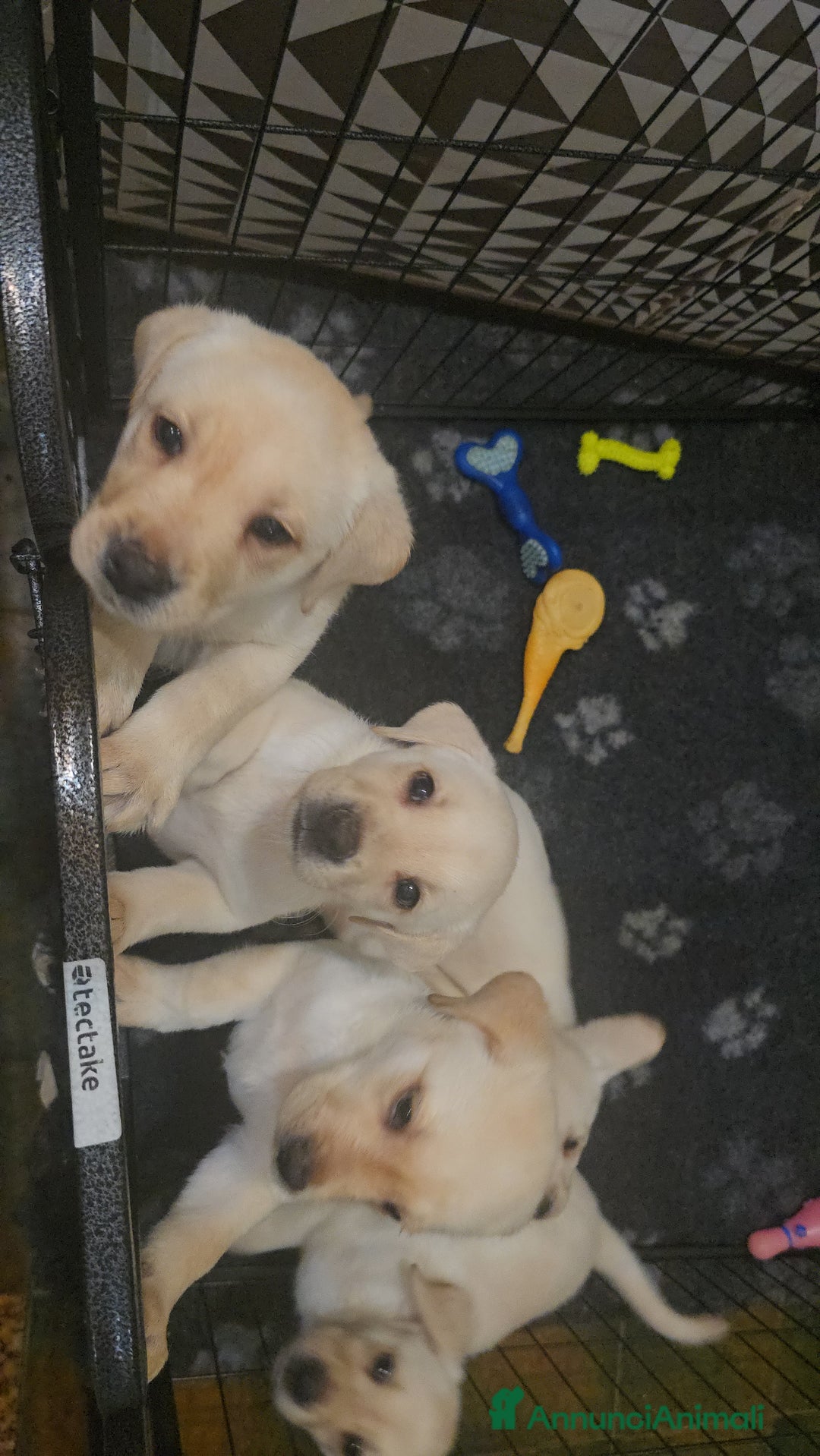 Labrador cani in vendita: Cuccioli Labrador  a Provincia di Perugia - Immagine 21