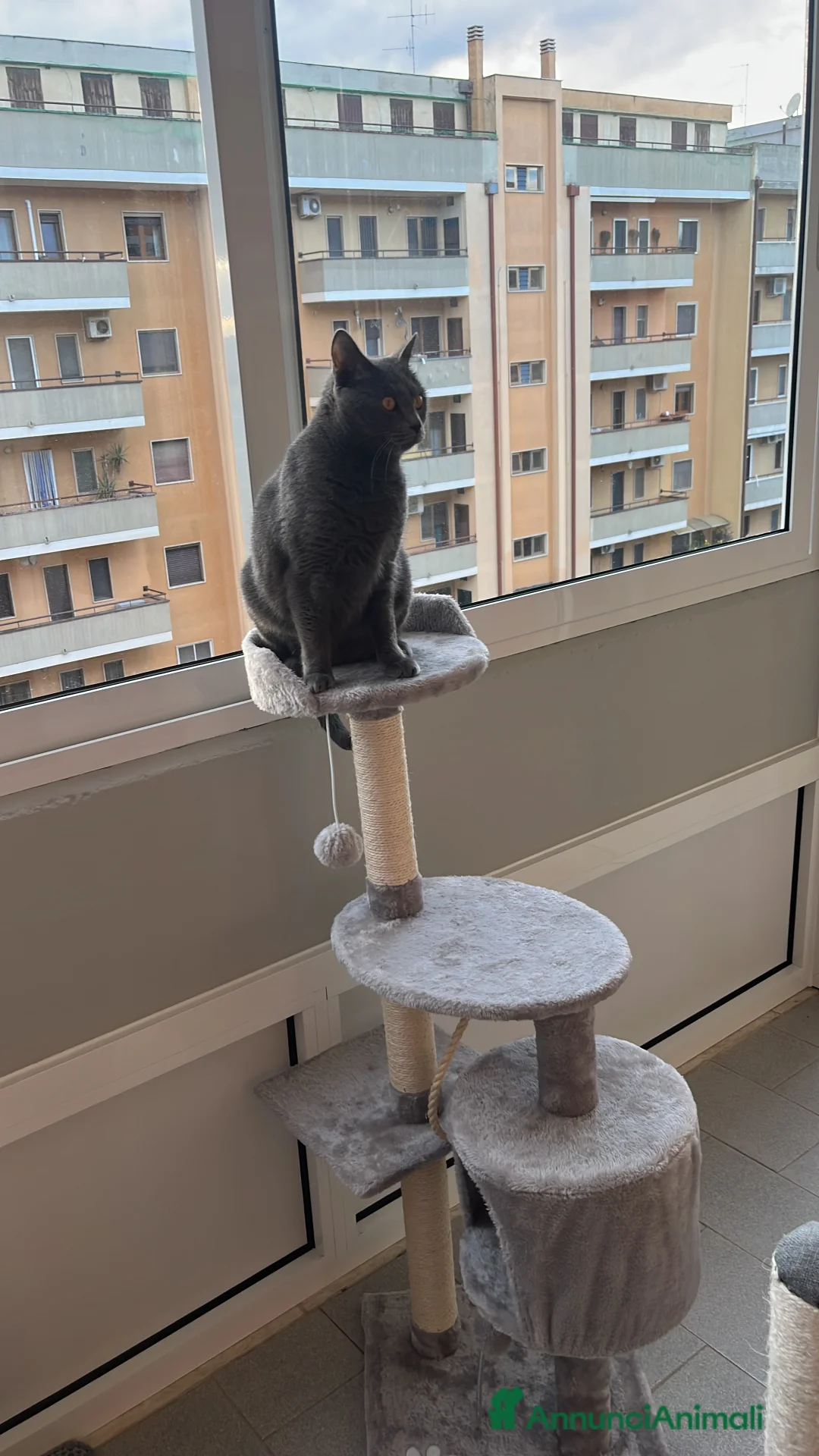 Certosino gatti in regalo: Affido gatto certosino  - Annuncio 2