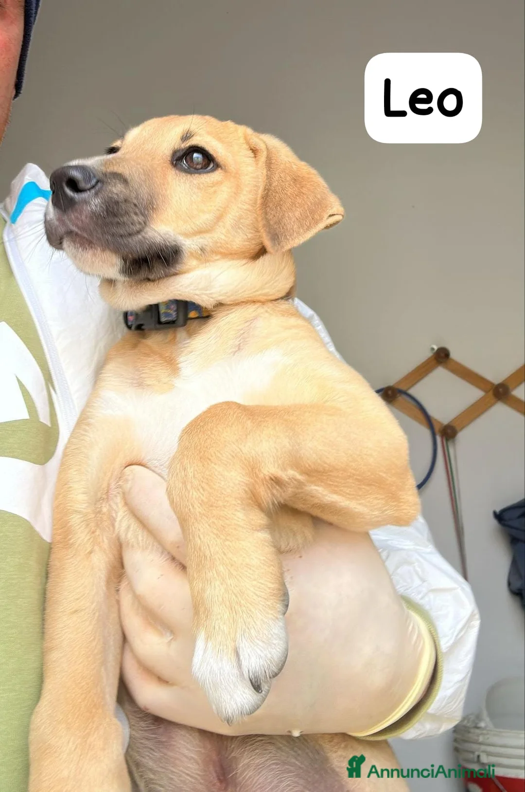 Meticcio cani in regalo:   Leo a Provincia di Crotone - Annuncio 2