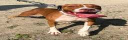 Pitbull cani in regalo: BONNIE PIT - Annuncio 5