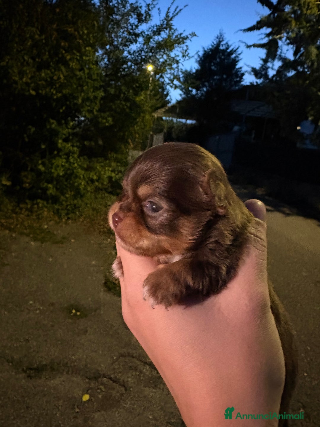 Chihuahua cani in vendita: Chihuahua  - Annuncio 3