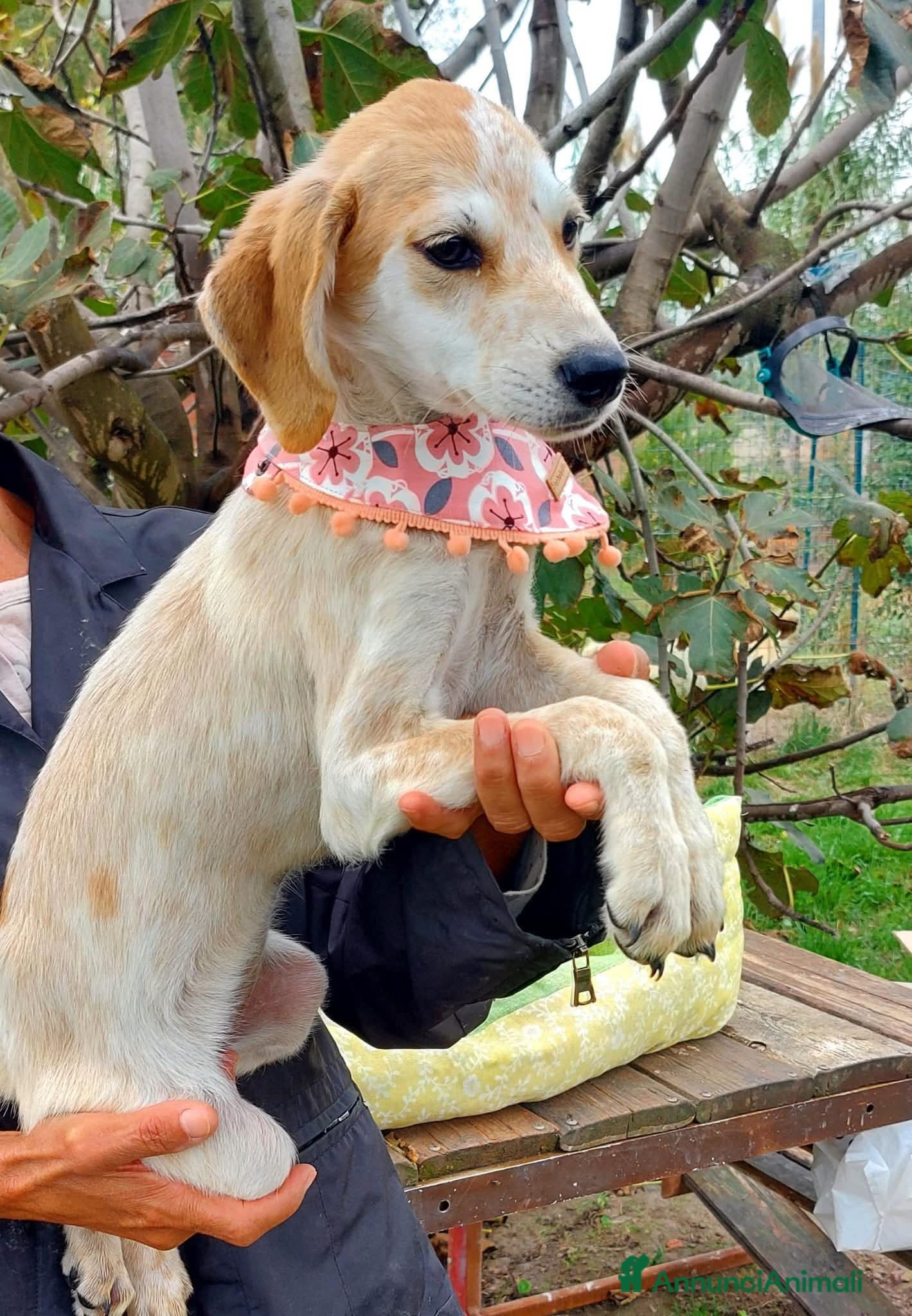 Meticcio cani Wendy, deliziosa, dolce, 9 chili  - Annuncio 2
