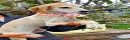 Meticcio cani in regalo: Wendy, deliziosa, dolce, 9 chili  - Annuncio 1