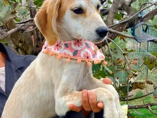 Meticcio cani Wendy, deliziosa, dolce, 9 chili - Annuncio 2