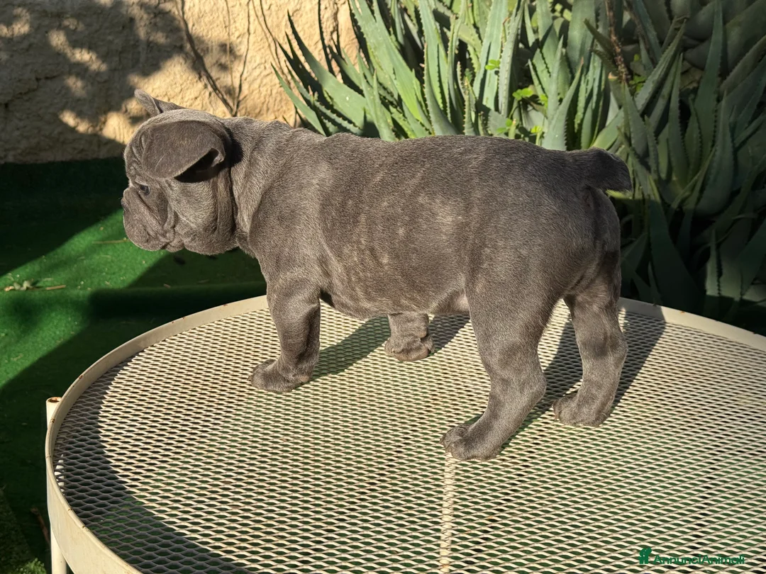 Bulldog Francese cani in vendita: Bulldog francese blue e blue merle  - Annuncio 15