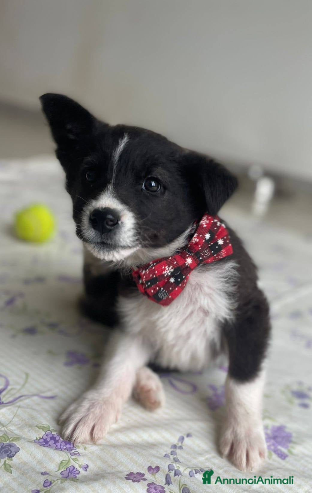 Meticcio cani 4 SPLENDIDI CUCCIOLI - Annuncio 40