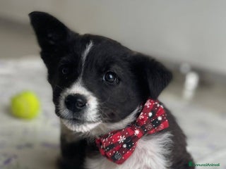 Meticcio cani 4 SPLENDIDI CUCCIOLI - Annuncio 2