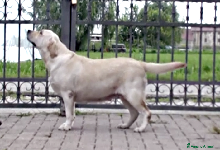 Labrador cani Femmina di labrador - Annuncio 2