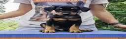 Pinscher Tedesco cani in vendita: Cuccioli di German Pinscher a Città Metropolitana di Firenze - Annuncio 4