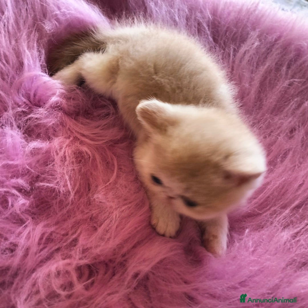 Exotic Shorthair gatti in vendita: Exotic Shorthair allevamento Exodora Sikelia  a Città metropolitana di Catania - Immagine 5