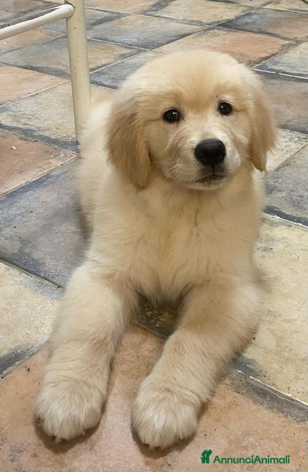 Golden Retriever cani in vendita:  Golden Retriever cuccioli disponibili - Annuncio 1