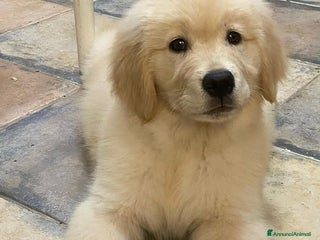 Golden Retriever cani Golden Retriever cuccioli disponibili - Annuncio 1