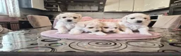 Maltese cani in vendita: Cuccioli maltesi femmine pelo riccio  - Annuncio 2