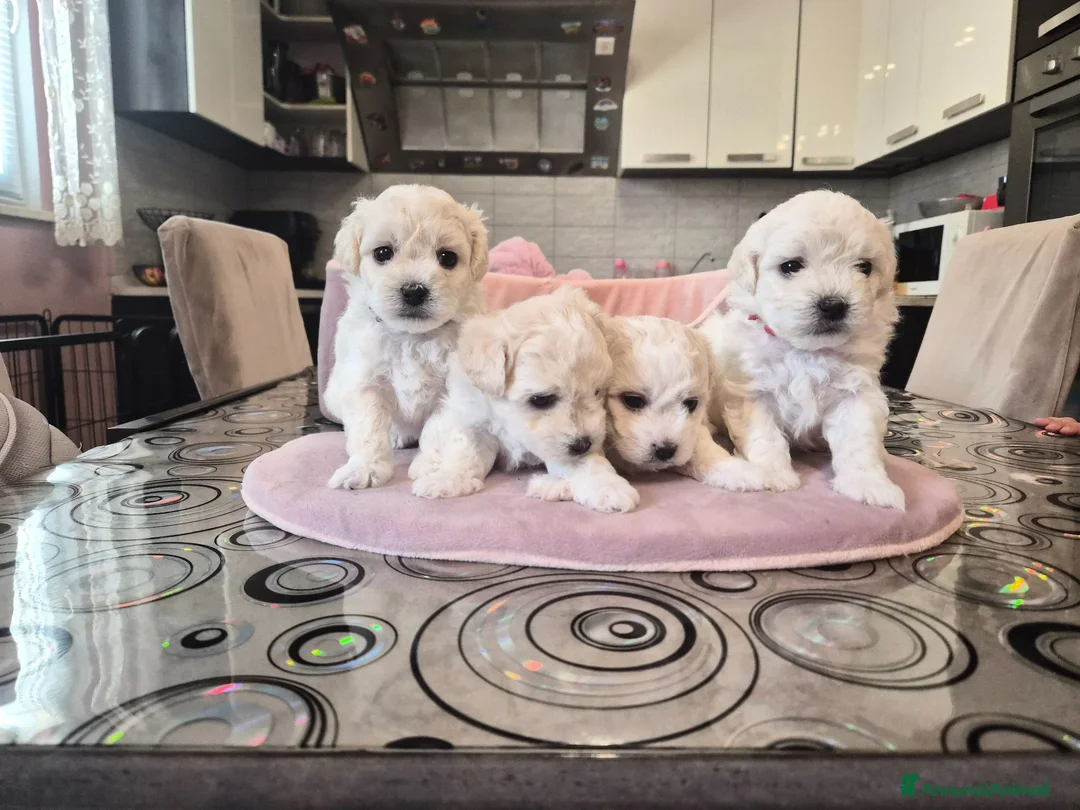 Maltese cani in vendita: Cuccioli maltesi femmine pelo riccio  - Annuncio 2