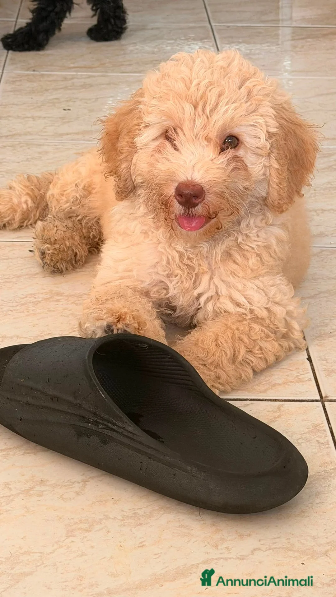 Barboncino cani in vendita: Vendita - Annuncio 3