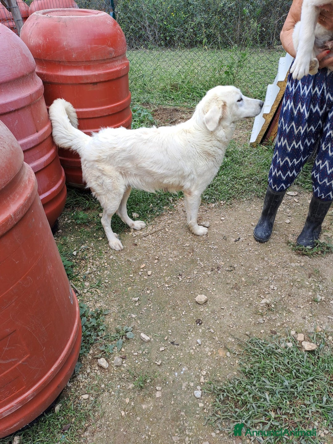 Meticcio cani in regalo: LUCKY a Città metropolitana di Milano - Annuncio 7