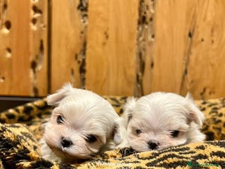 Maltese cani CUCCIOLI MALTESI CON PEDIGREE ENCI - Annuncio 2