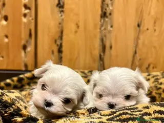 Maltese cani CUCCIOLI MALTESI CON PEDIGREE ENCI - Annuncio 5