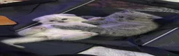 Scottish gatti in vendita: Schottish fold/straight a Città metropolitana di Roma Capitale - Annuncio 2