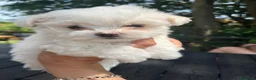 Maltese cani in vendita: Cuccioli Maltese toy - Annuncio 8