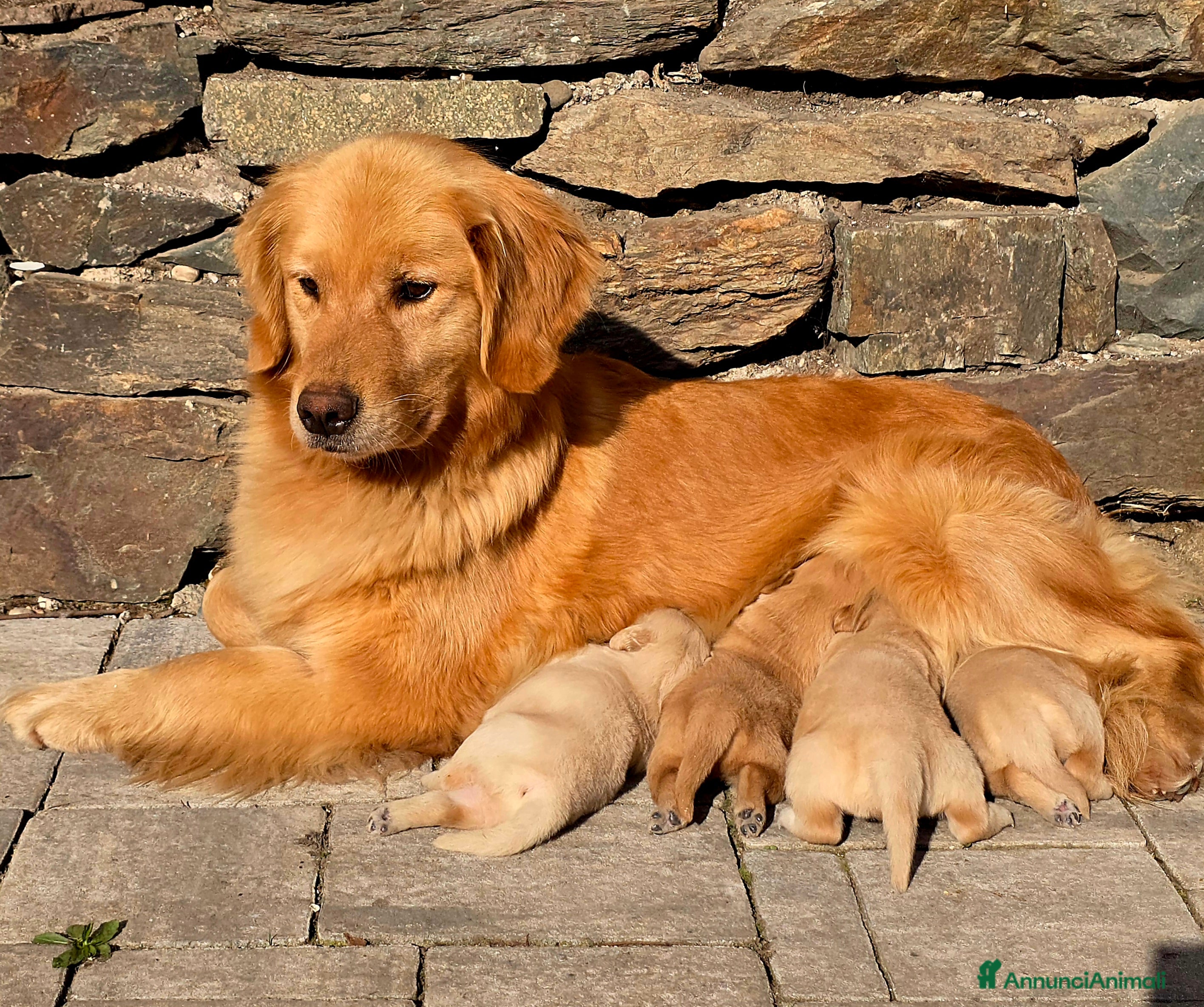 Golden Retriever cani Cuccioli Golden retriever americano 100% - Annuncio 12