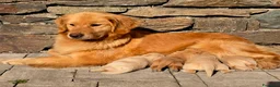 Golden Retriever cani in vendita: Cuccioli Golden retriever americano 100% - Annuncio 1