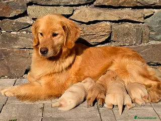 Golden Retriever cani Cuccioli Golden retriever americano 100% - Annuncio 1