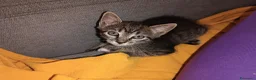 Europeo gatti in vendita: Gattina Svezzata e abituata alla lettiera  - Annuncio 4