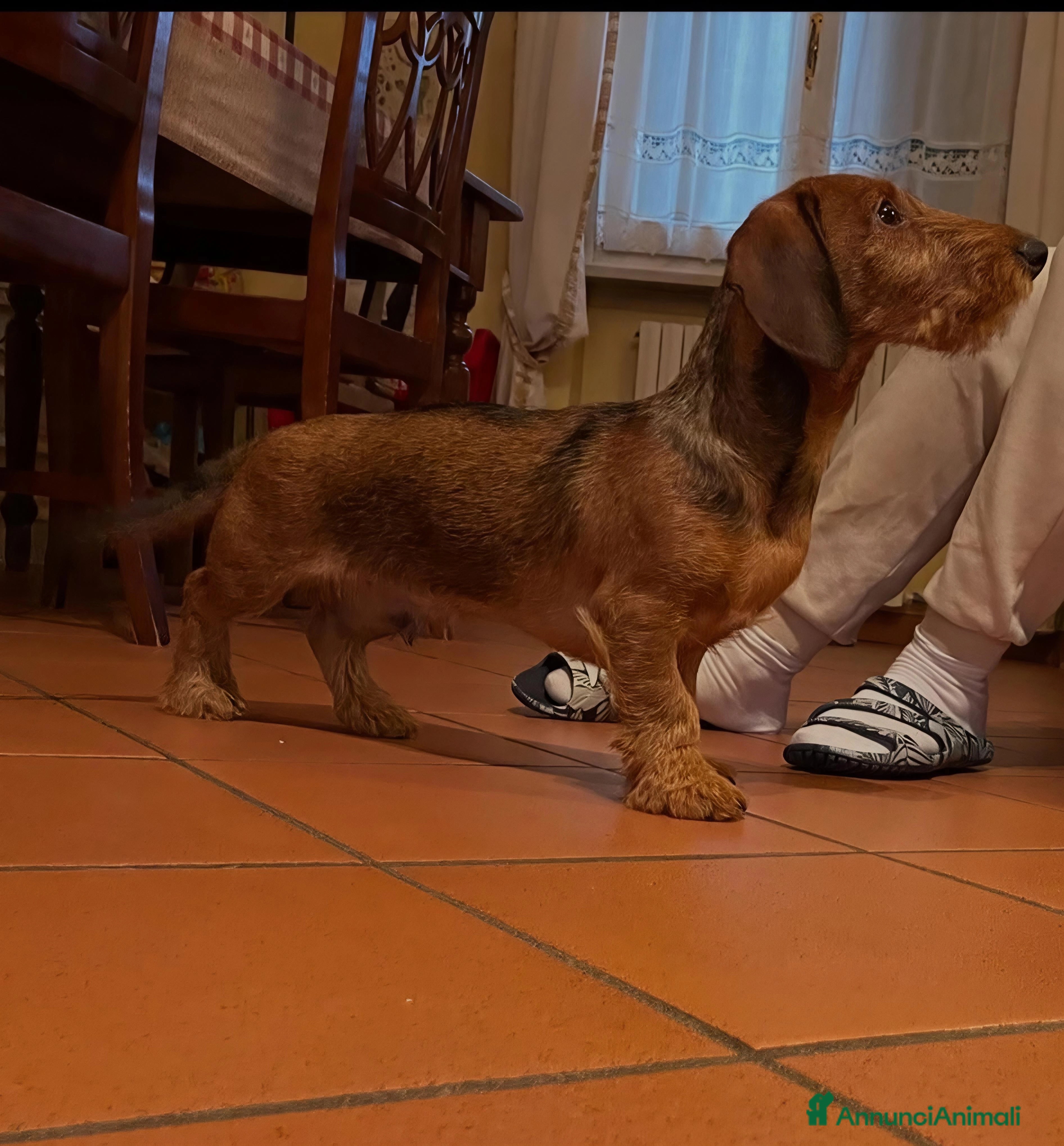 Bassotto cani Bassotto standard pelo duro - Annuncio 2