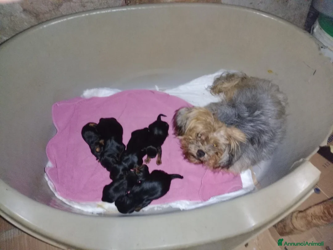 Yorkshire cani in vendita: NILO, CUCCIOLO - Annuncio 1