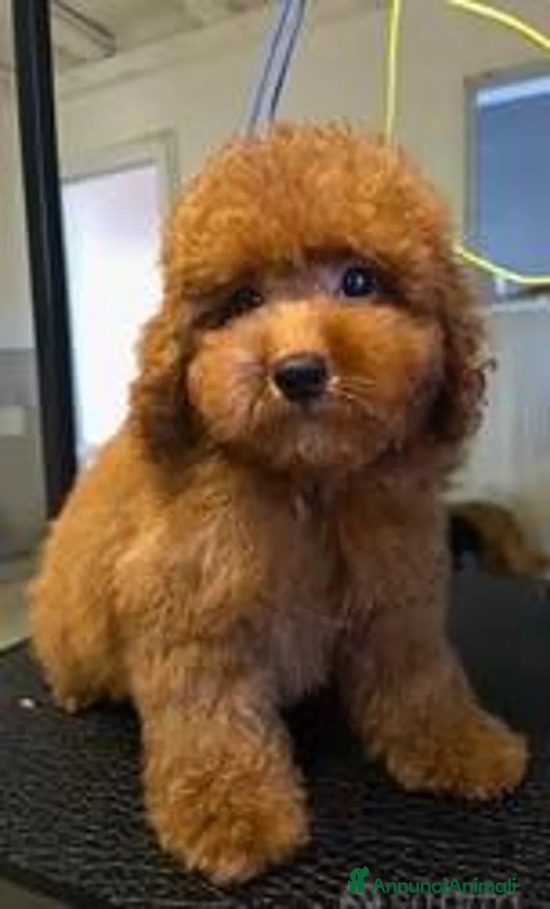 Barboncino Toy cani in vendita: BARBONCINO TOY ROSSO - ULTIMO MASCHIETTO - Annuncio 4
