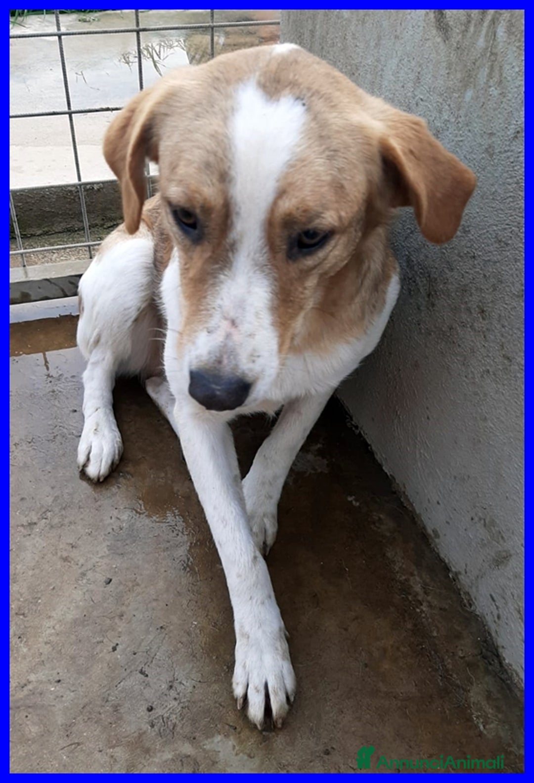 Meticcio cani in regalo: ROSE 7anni dolce triste patatina! - Annuncio 5