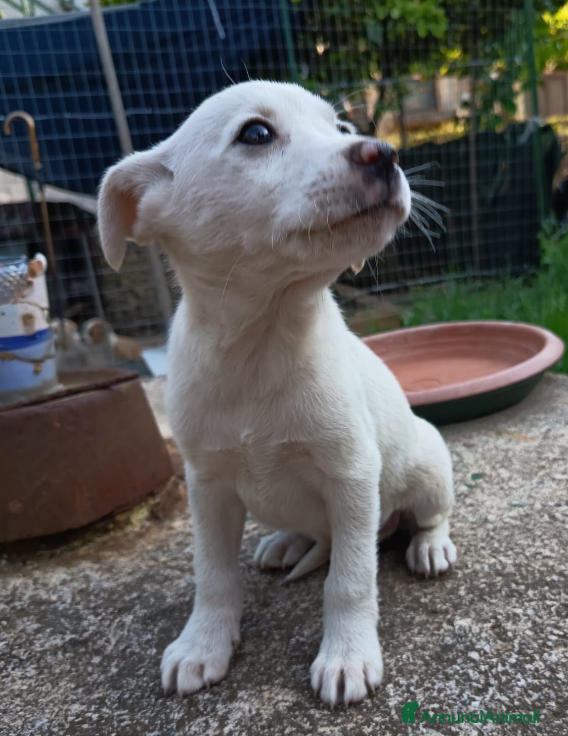 Meticcio cani in regalo: UNA MAMMA PER CHICCA - Annuncio 5