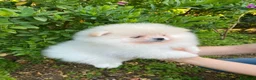 Volpino Pomerania cani in vendita: Ultimi cuccioli di Pomerania con pedigree  a Città Metropolitana di Genova - Annuncio 1