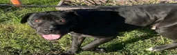 Pitbull cani in regalo: George, latin lover - Annuncio 6