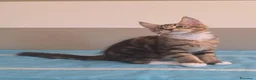 Maine Coon gatti in vendita: Cucciolata F Dolci Fusa - Annuncio 24