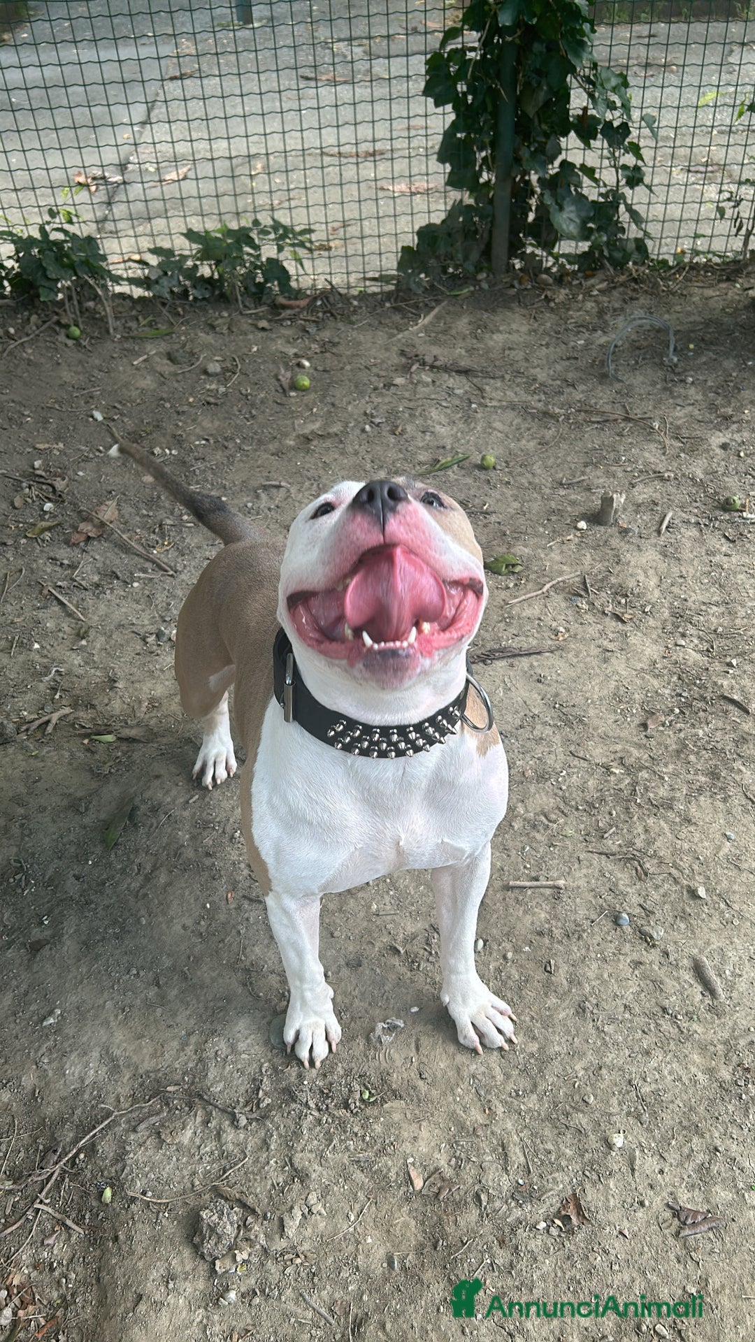 American Bully cani per accoppiamento: Cane da monta  a Città Metropolitana di Torino - Immagine 4