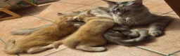 Maine Coon gatti in vendita: MAINE COON RED-WHITE PEDIGREE RIPRODUZIONE 3 rate  - Annuncio 2