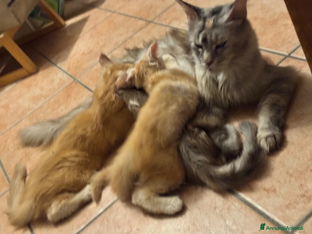 Maine Coon gatti in vendita: MAINE COON RED-WHITE PEDIGREE RIPRODUZIONE 3 rate  - Annuncio 2