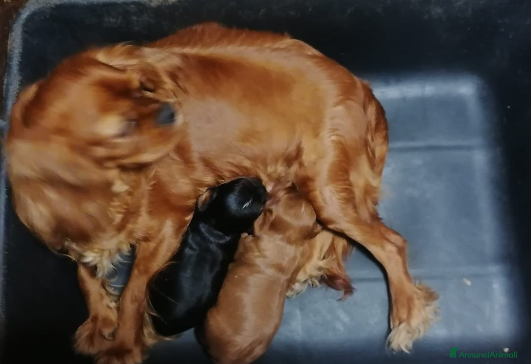 Cavalier King cani in vendita: Cavalier King Charles Spaniel cuccioli - Annuncio 9