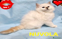 Sacro di Birmania gatti in vendita: Gattini Sacro di Birmania  - Immagine 10