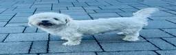 Maltese cani in vendita: Cuccioli di maltese con pedigree  a Provincia di Padova - Annuncio 2